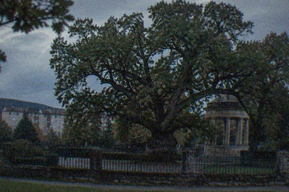 An ancient oak tree standing in a walled garden with a classical stone pavilion behind it under a grey sky