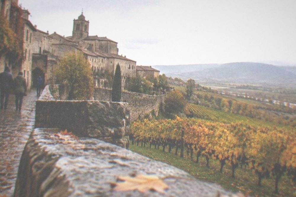 Golden autumn vineyard rows near Laguardia with grape clusters ripe before harvest