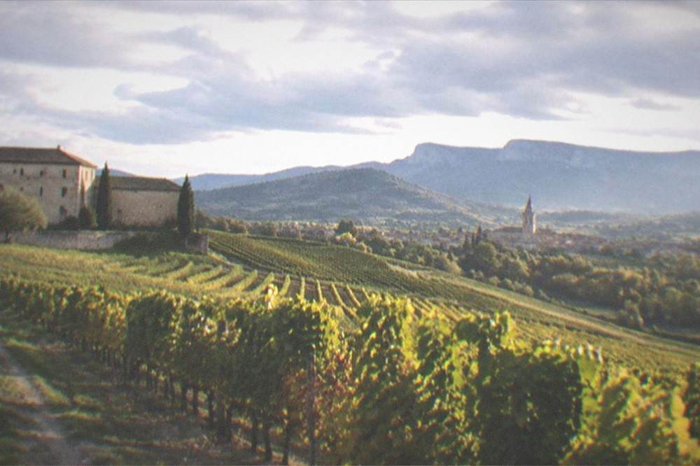 Sunlight falling on rows of grapevines with a village church tower in the distance