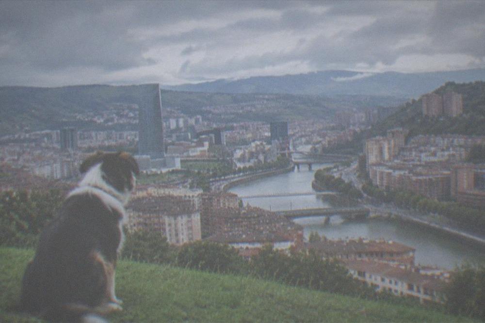 A dog sitting on grass at a hilltop viewpoint overlooking a city skyline of towers and a winding river